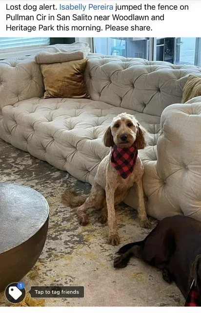Lost dog in Saint Augustine, FL, 32084