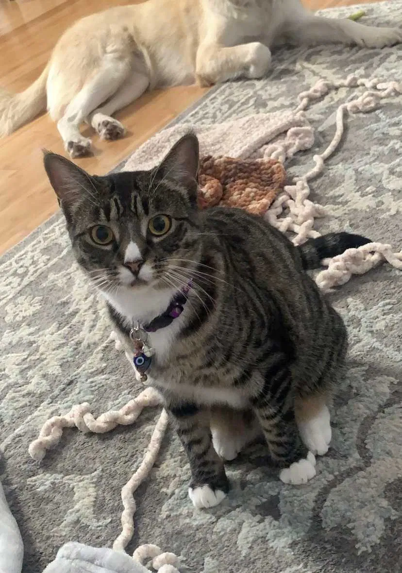 Lost cat in Davis, CA, 95618