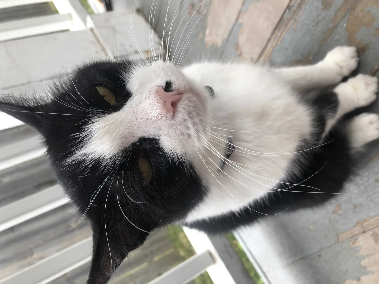 Lost cat in Saint Paul, MN, 55108