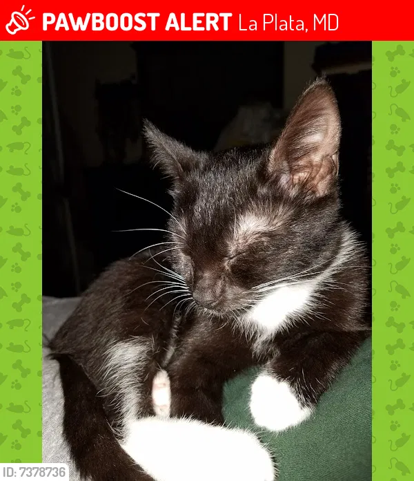 Lost cat in La Plata, MD, 20646