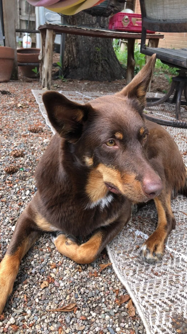 Lost dog in Loveland, CO, 80537