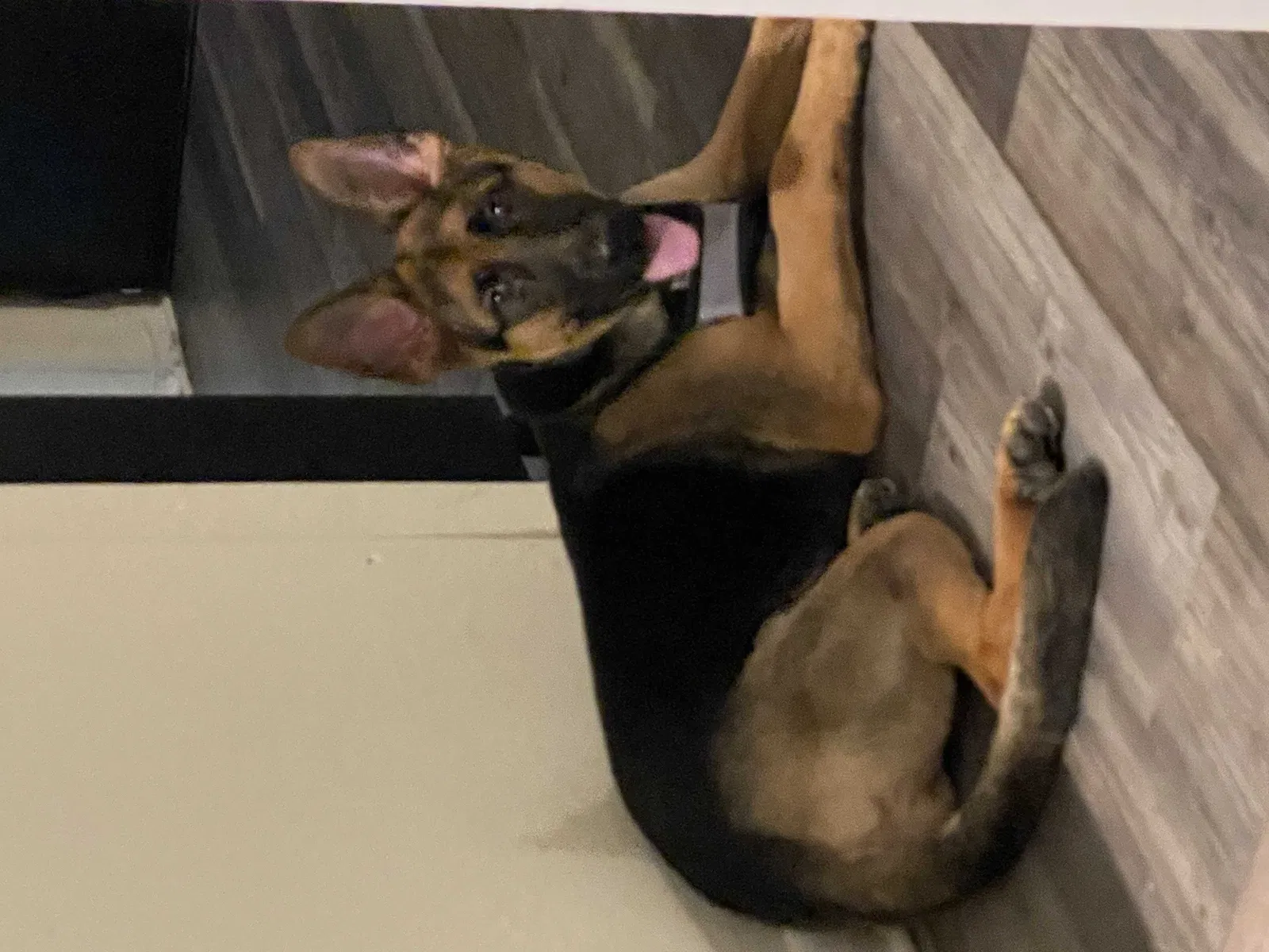Lost dog in Saint Cloud, FL, 34771