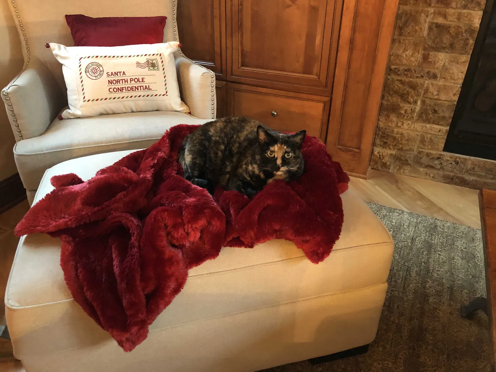 Lost cat in Burnsville, MN, 55306