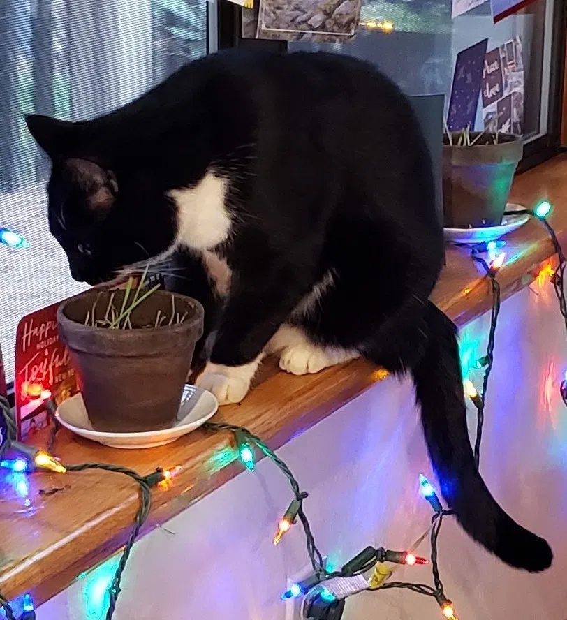 Lost cat in Pollock Pines, CA, 95726