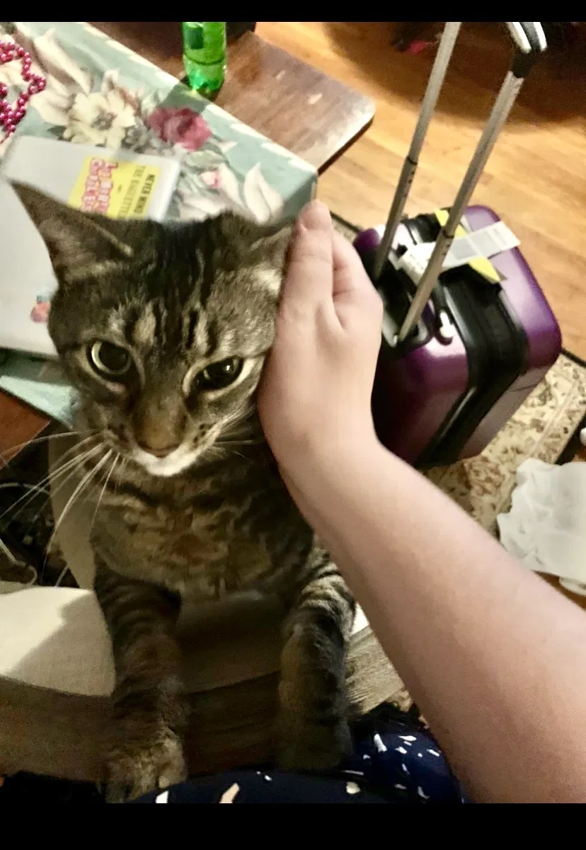 Lost cat in Columbia, SC, 29205
