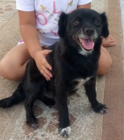 Lost dog in Rialto, CA, 92376