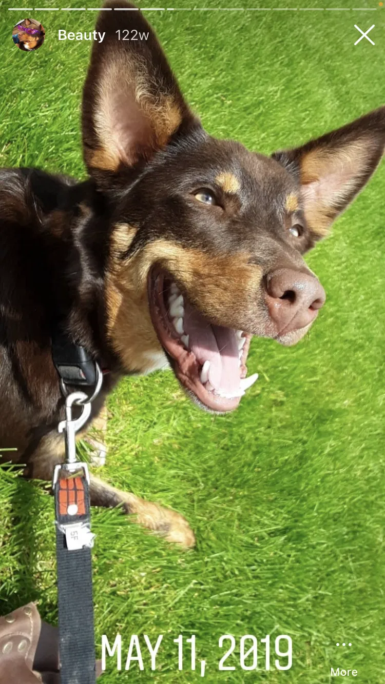Lost dog in Loveland, CO, 80537