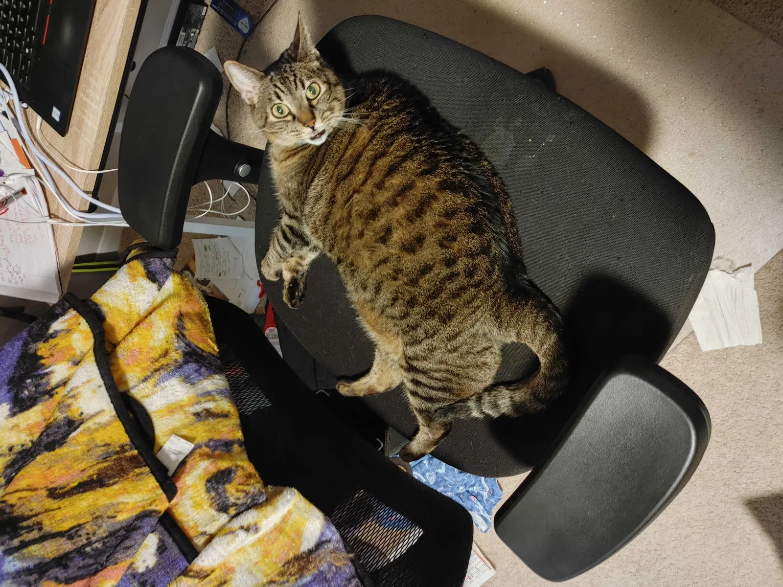 Lost cat in Kyle, TX, 78640