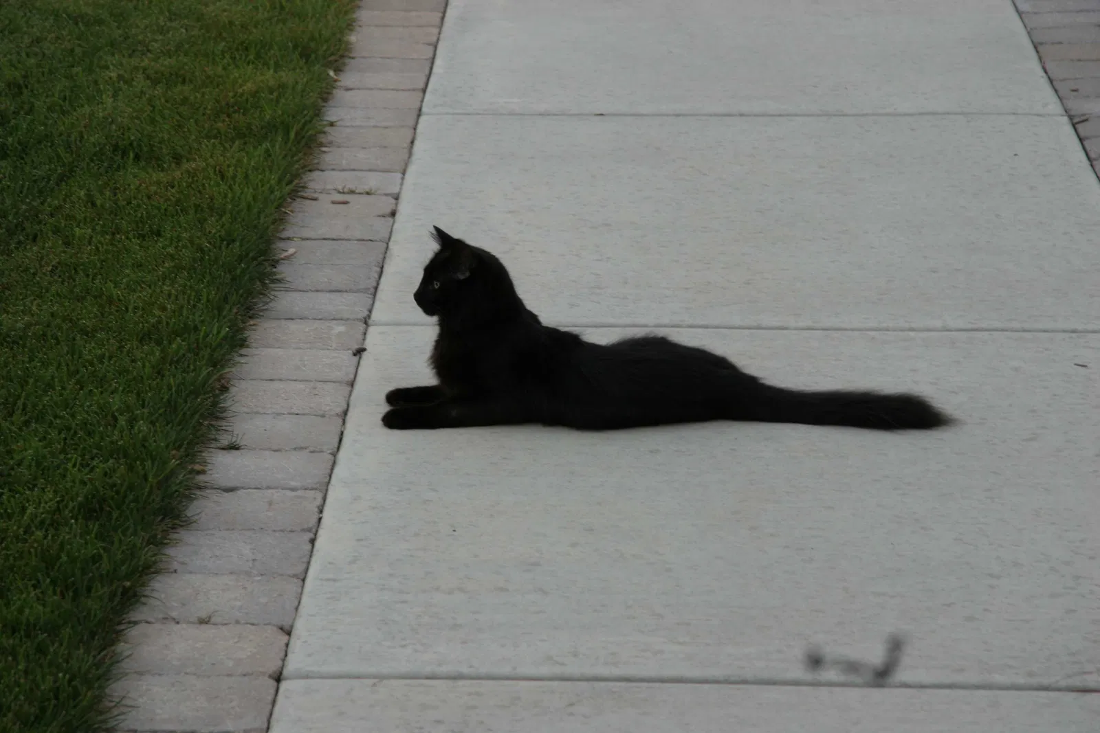 Lost cat in Burnsville, MN, 55306