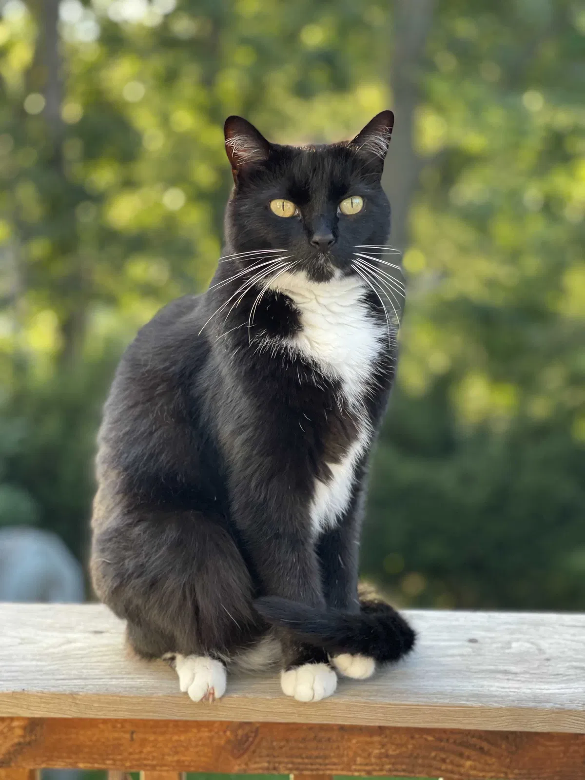 Lost cat in Boyertown, PA, 19512