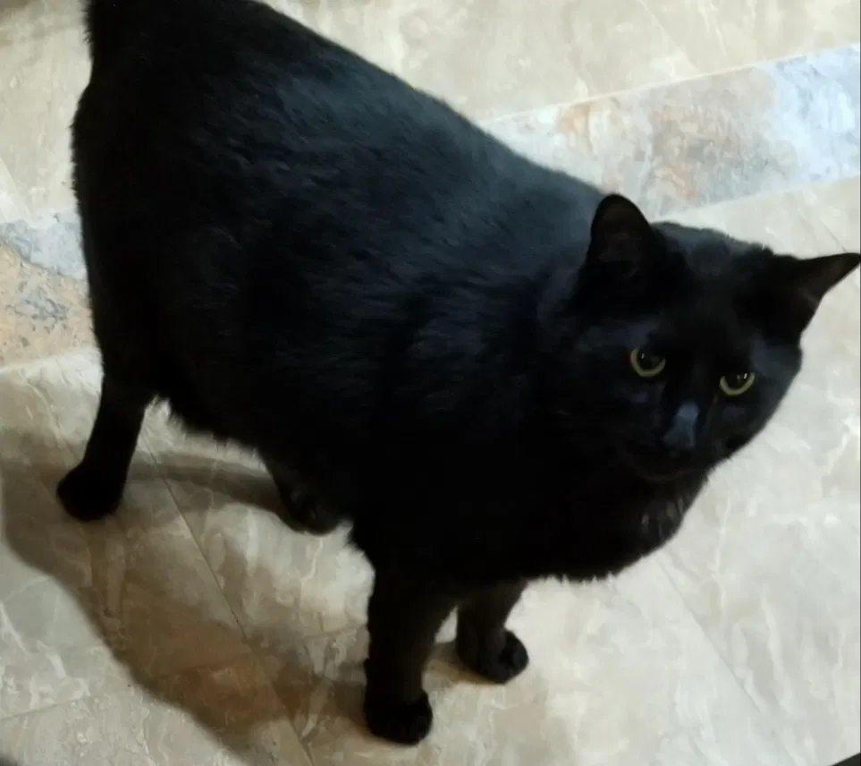 Lost cat in Winston Salem, NC, 27106