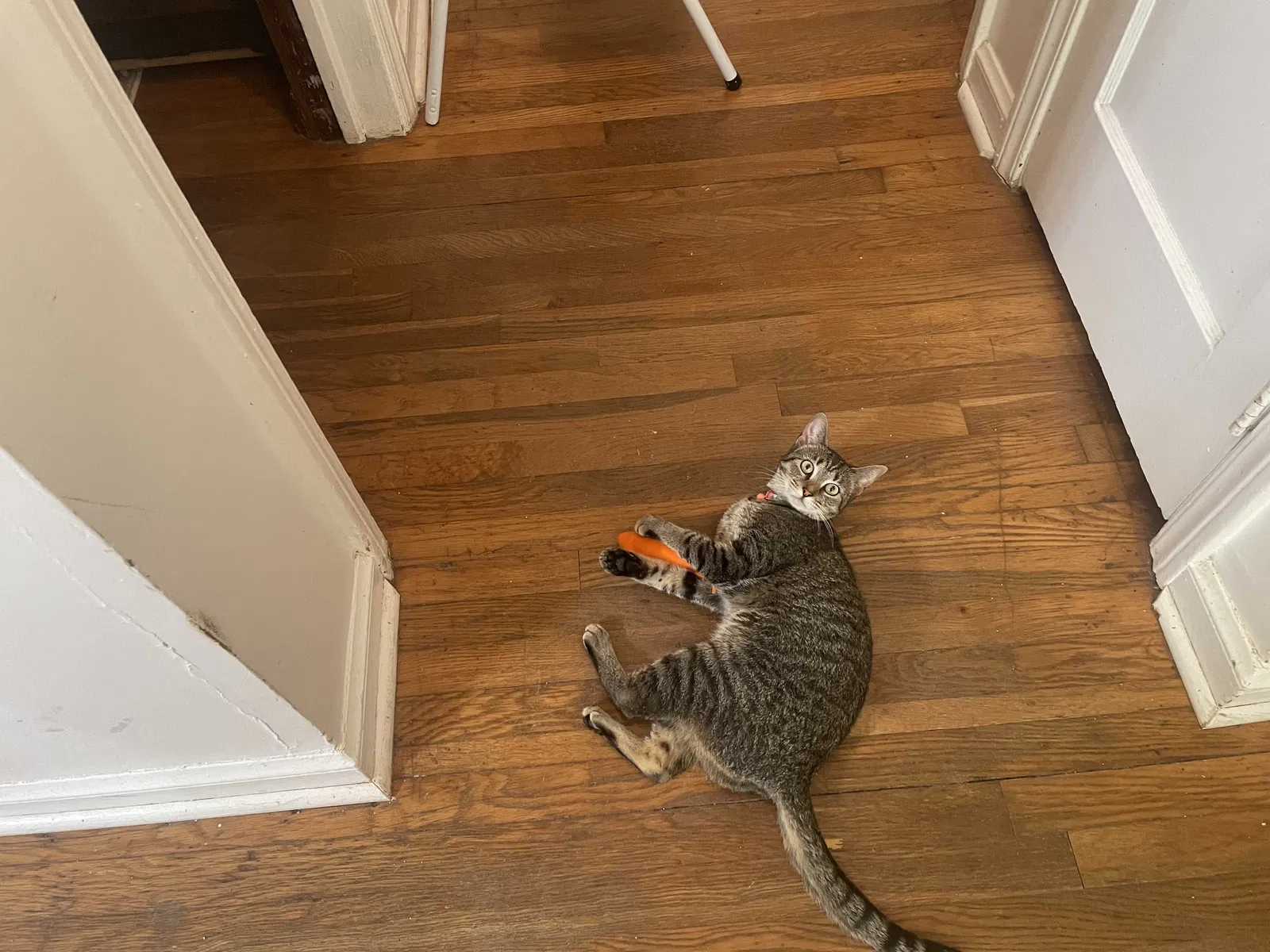 Lost cat in Decatur, GA, 30032