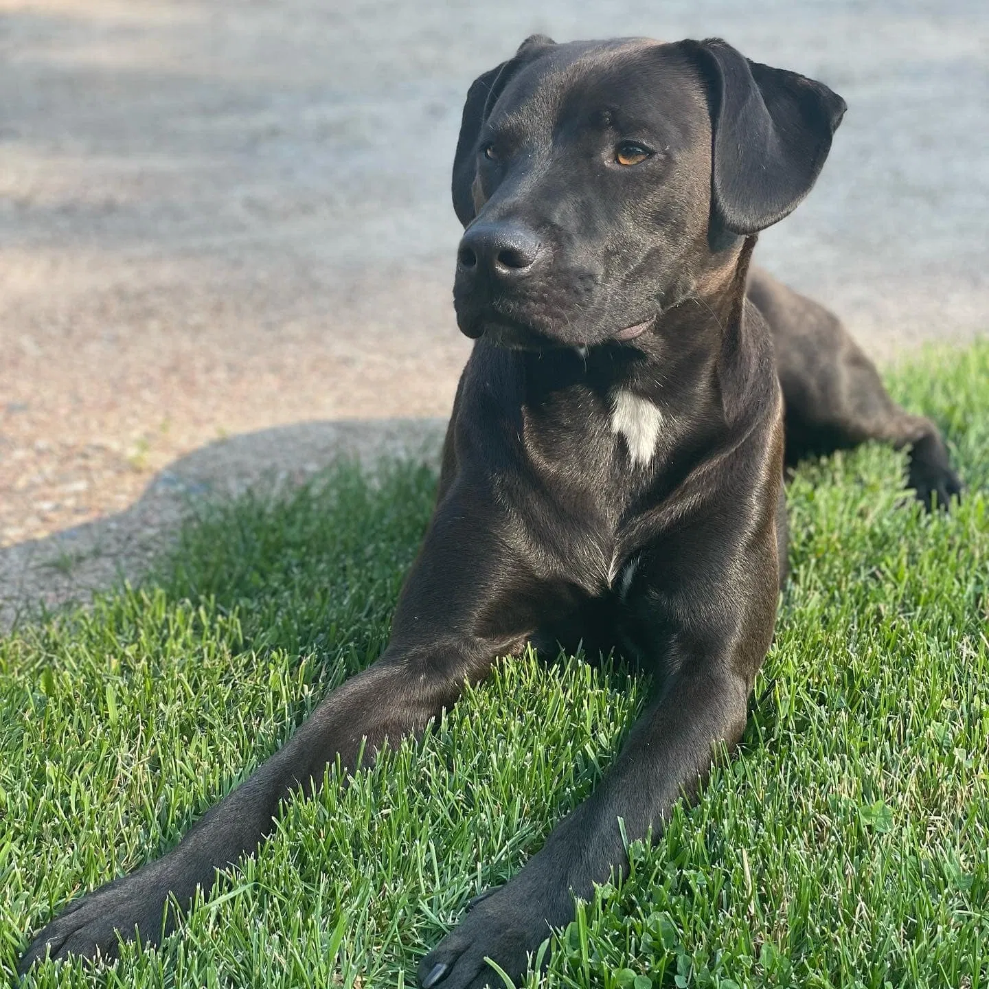 Lost dog in Minneapolis, MN, 55423