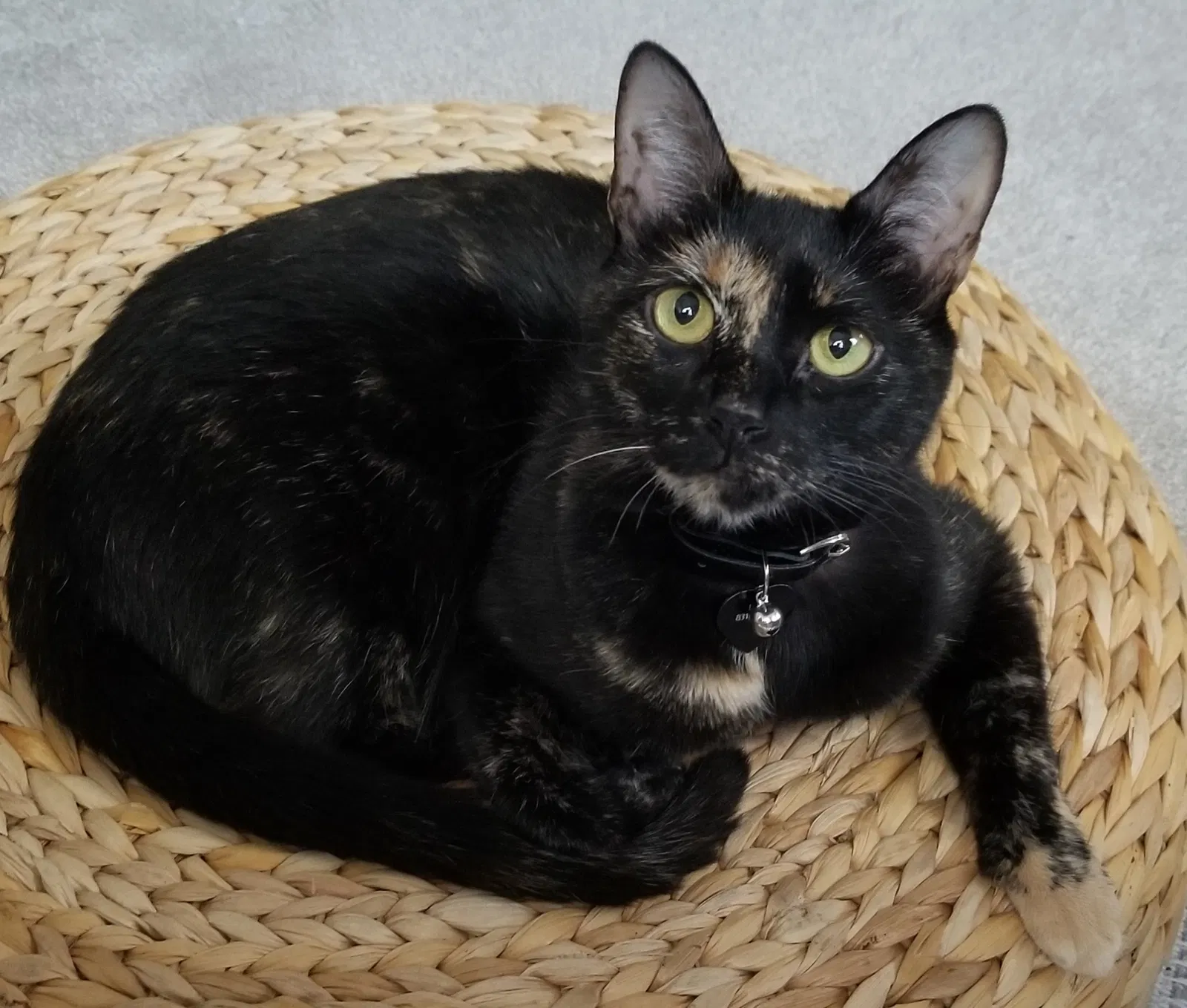Lost cat in Copperas Cove, TX, 76522