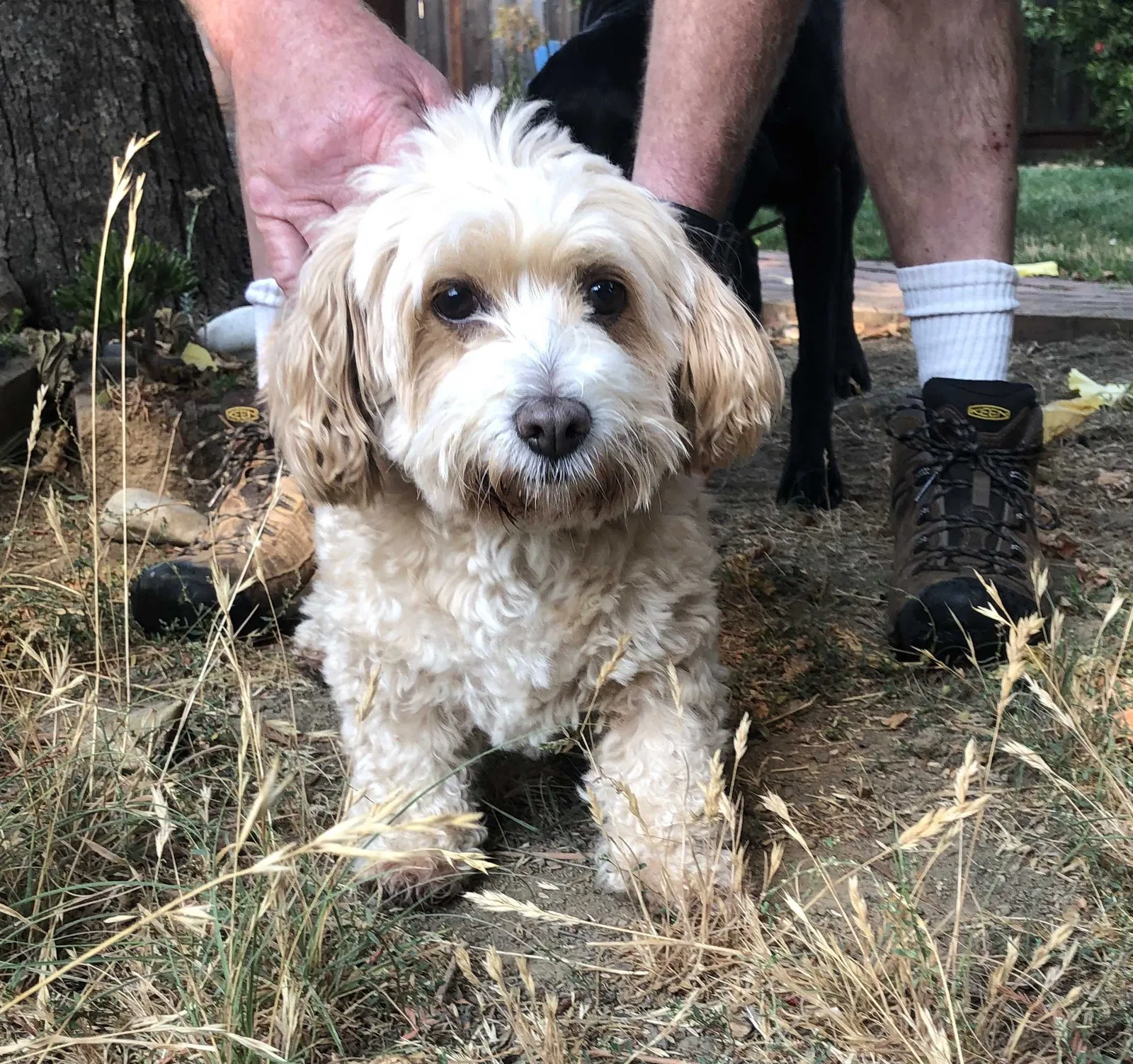 Found dog in Napa, CA, 94558