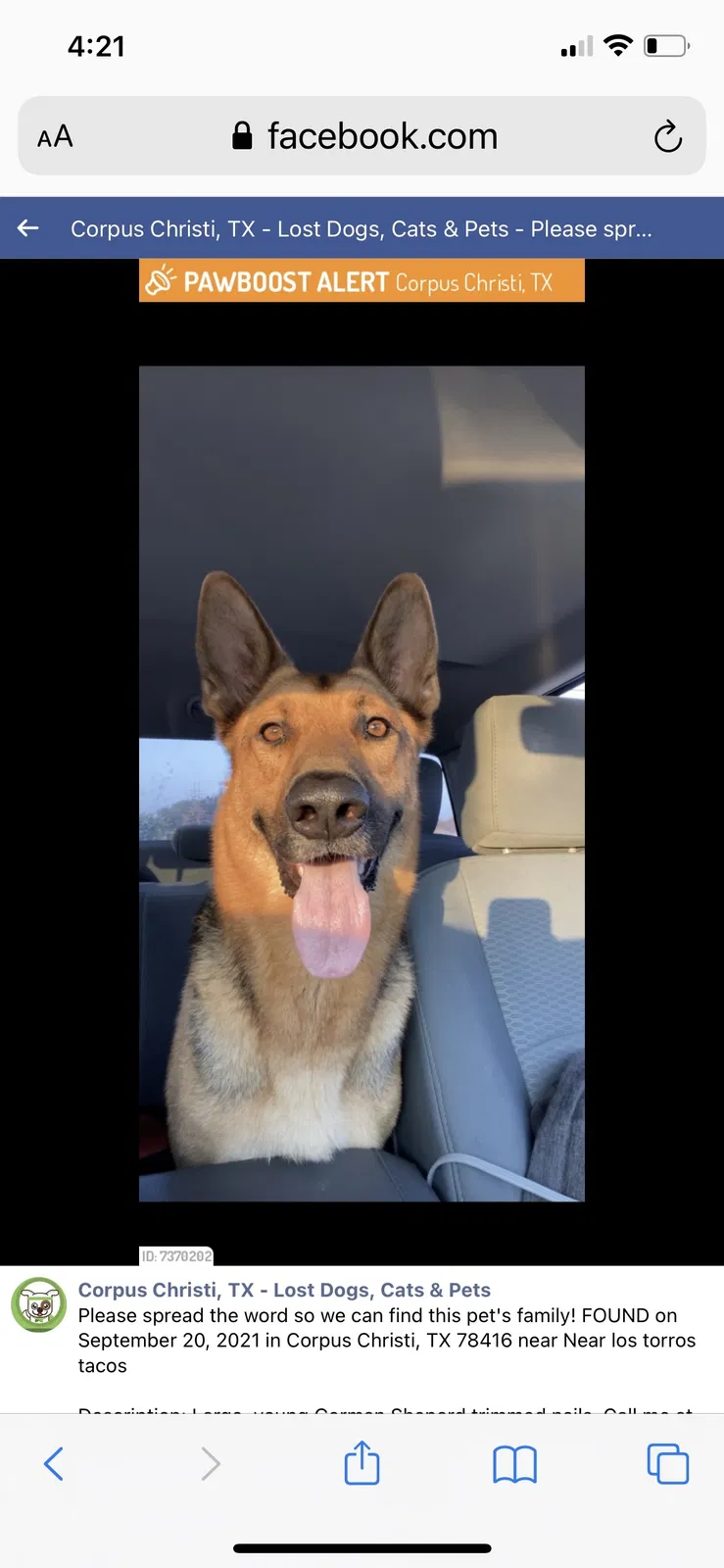 Found dog in Corpus Christi, TX, 78412