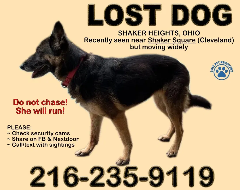 Lost dog in Beachwood, OH, 44122