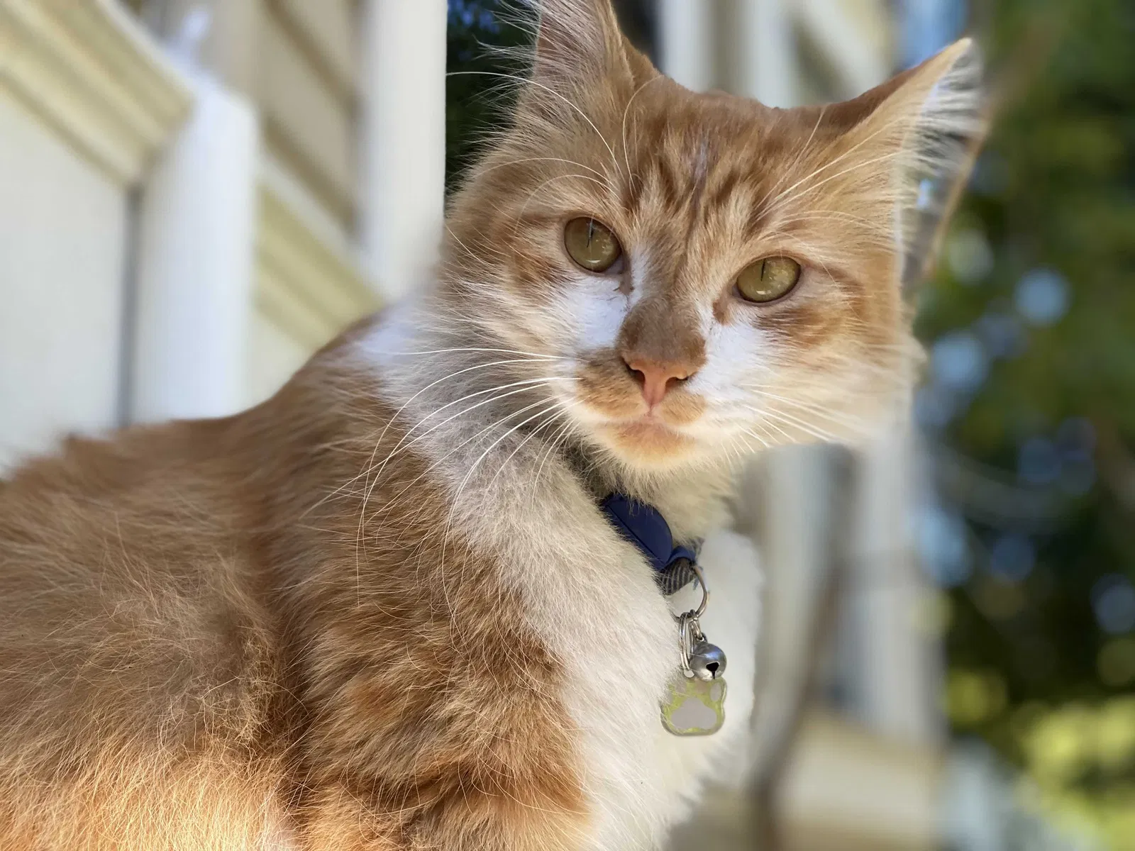 Lost cat in Santa Rosa, CA, 95404