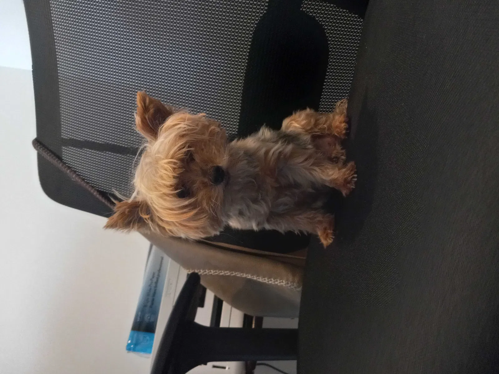 Lost dog in Los Angeles, CA, 90046