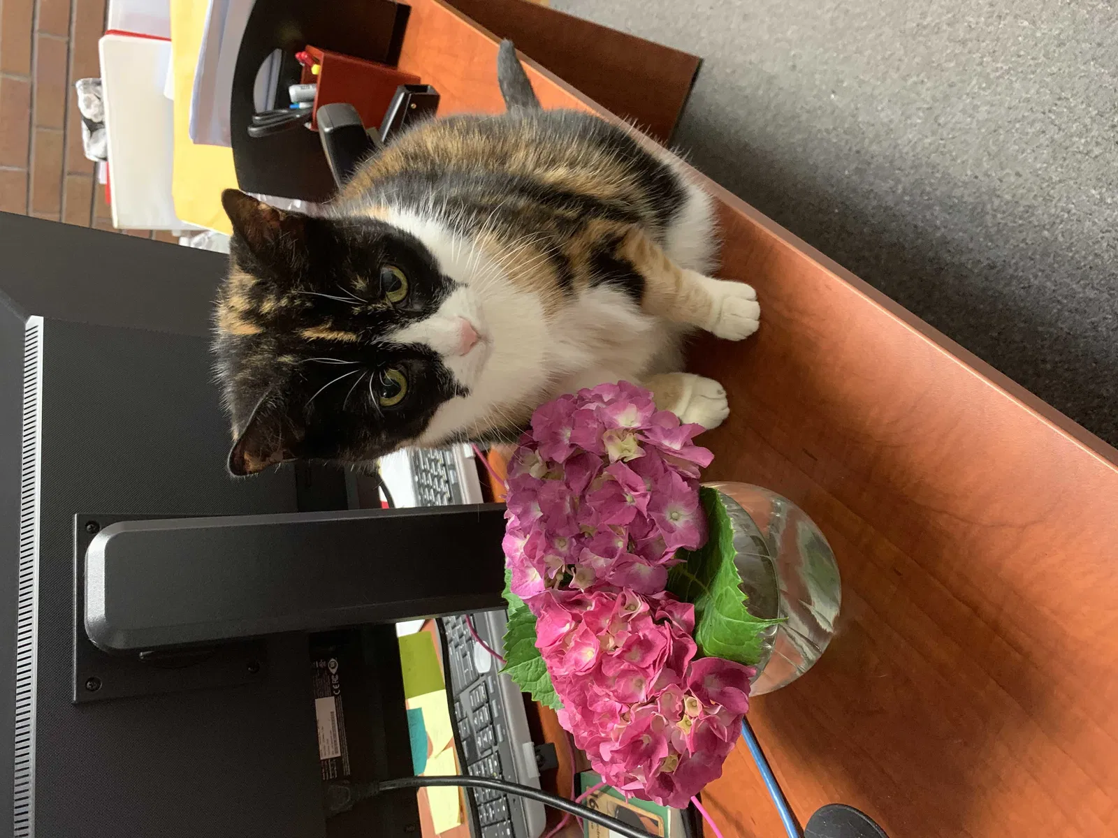 Lost cat in Elizabethport, NJ, 7206