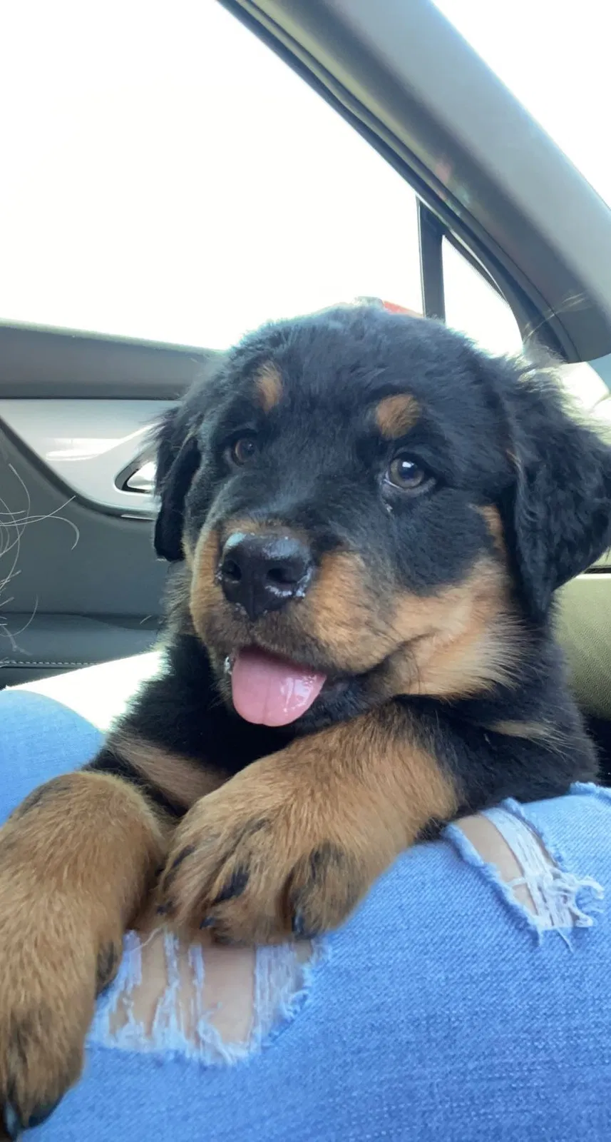 Lost dog in El Paso, TX, 79924