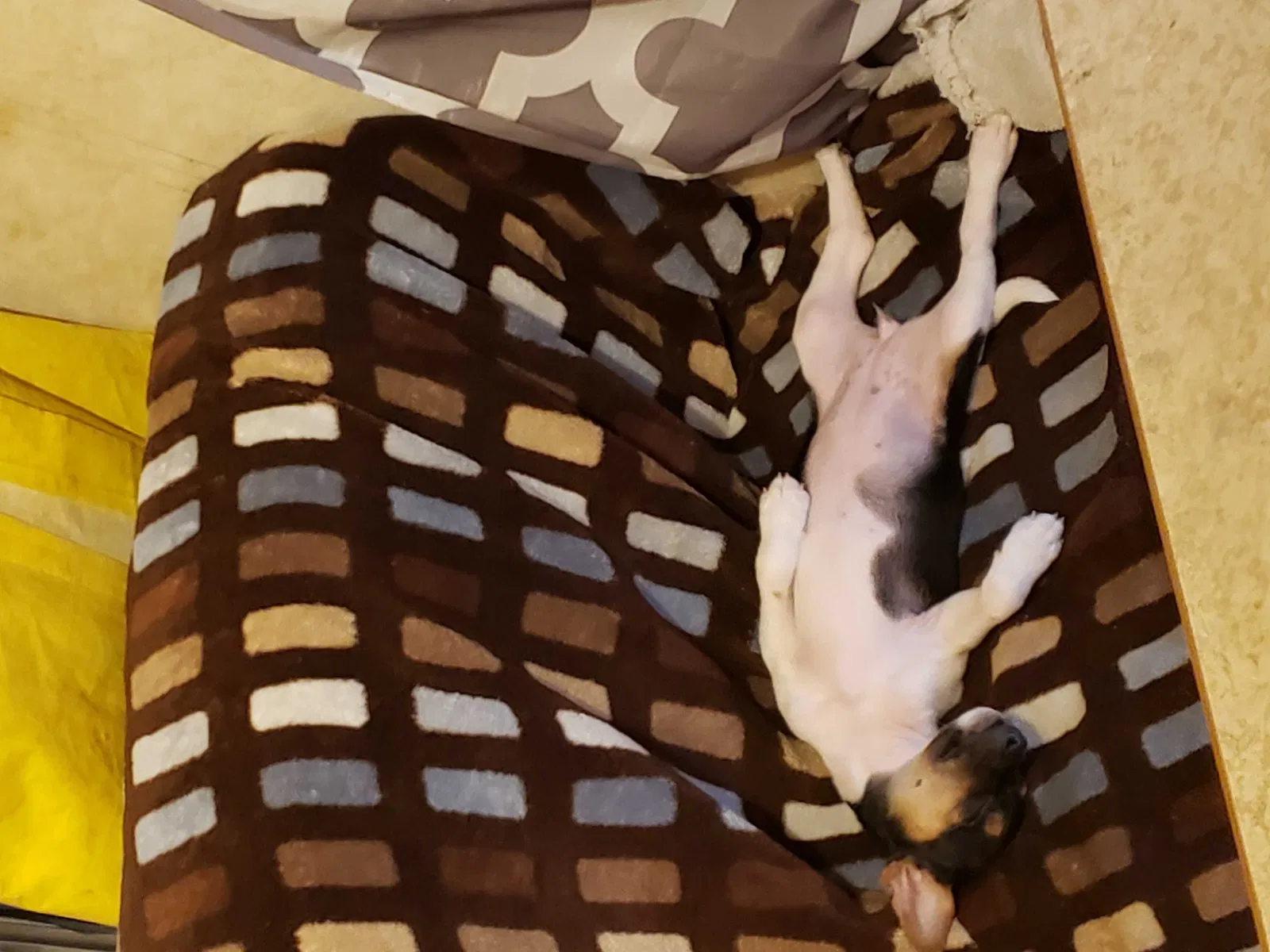 Lost dog in Andalusia, AL, 36420