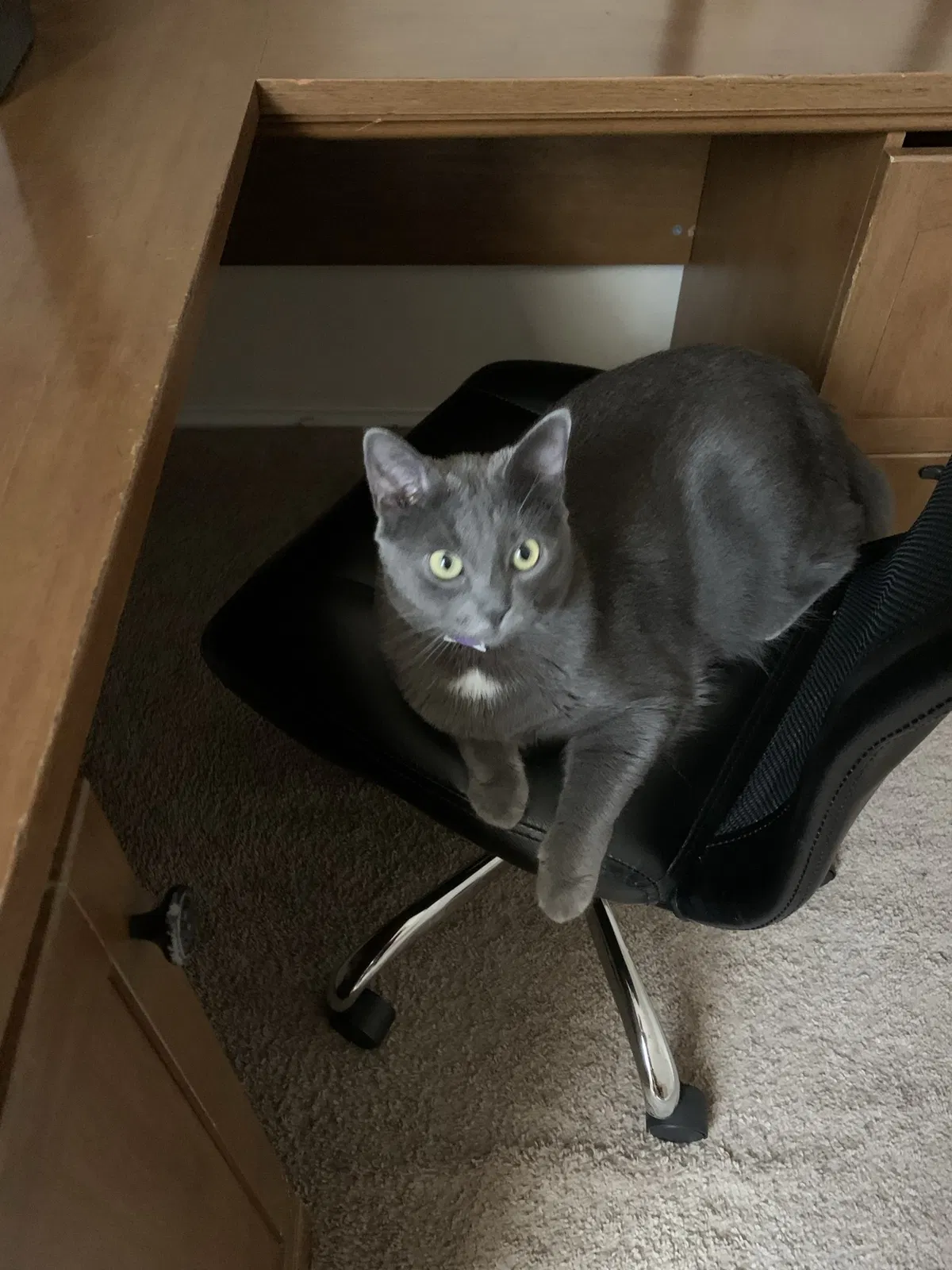 Found cat in Converse, TX, 78109