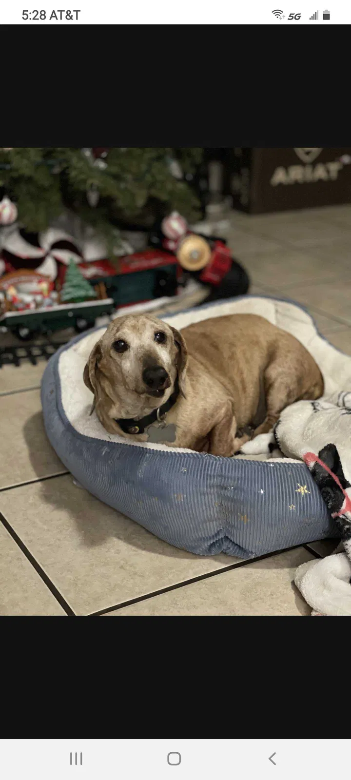 Lost dog in San Antonio, TX, 78250