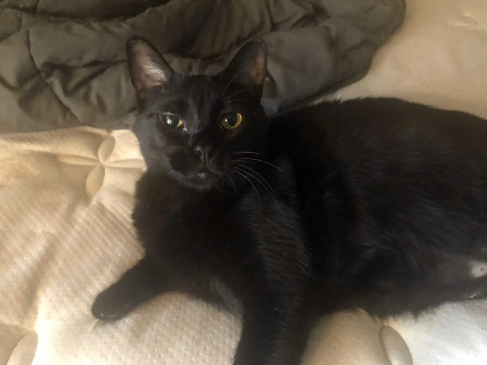 Found cat in Olympia, WA, 98502