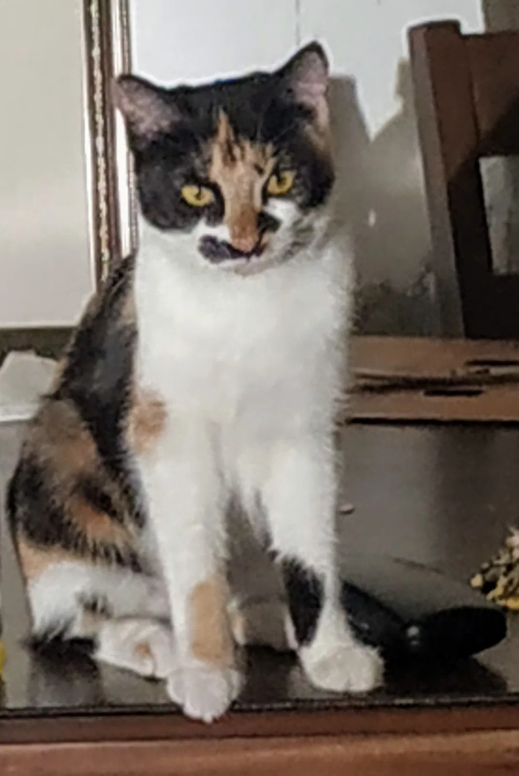 Lost cat in Albuquerque, NM, 87104