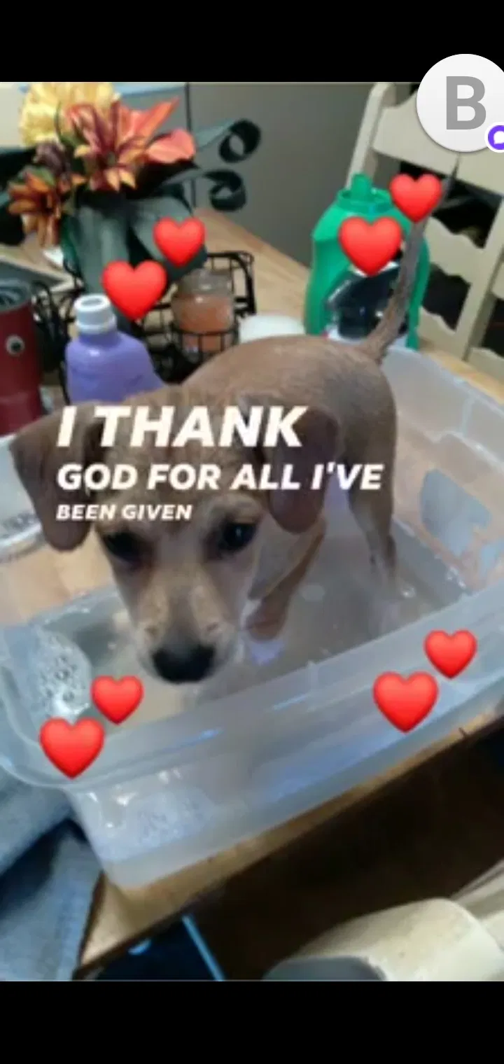 Lost dog in Lancaster, OH, 43130