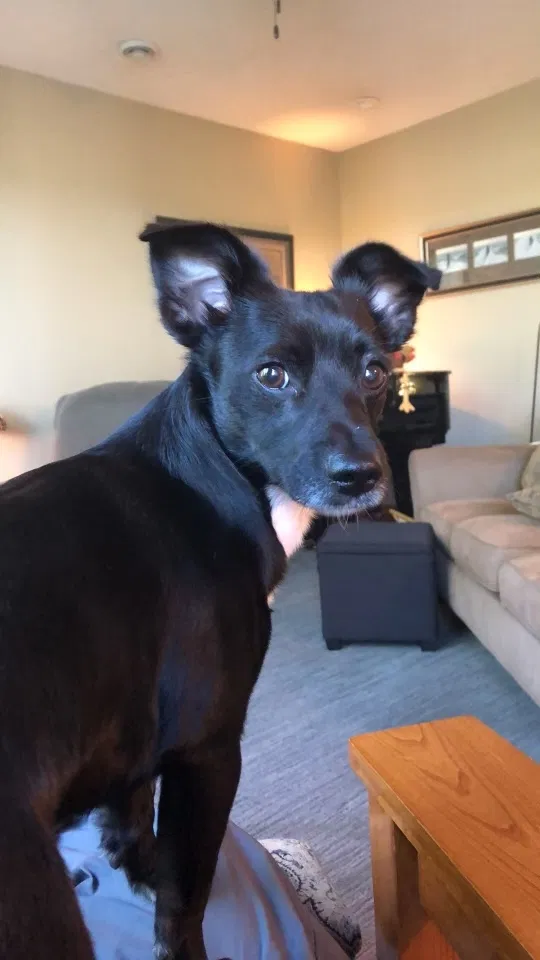 Lost dog in Northfield, MN, 55057