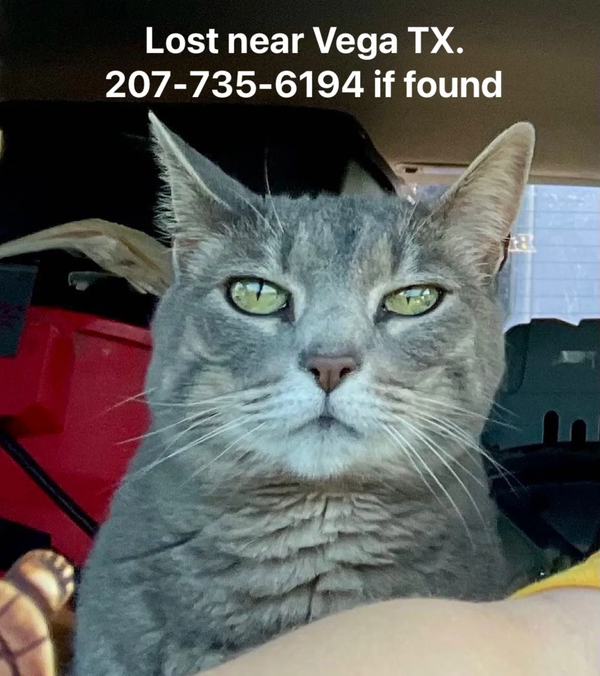Lost cat in Vega, TX, 79092