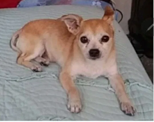 Lost dog in Lynwood, CA, 90262