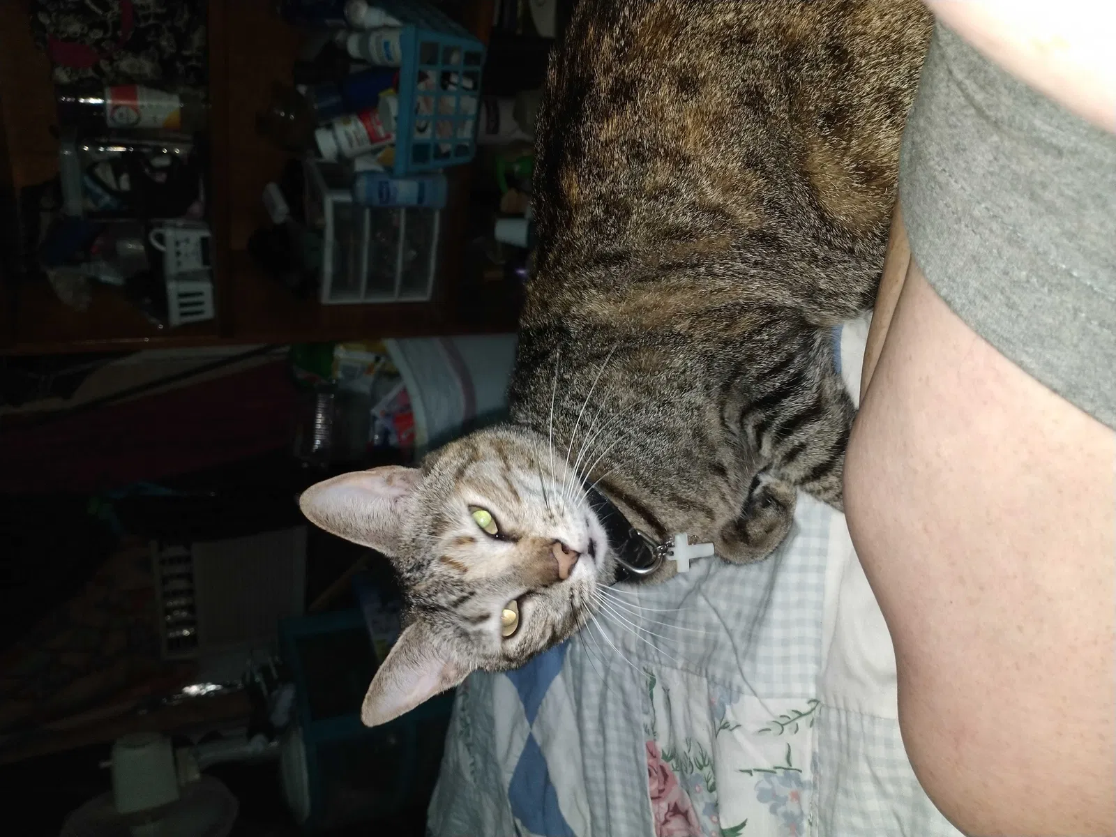 Lost cat in Dover, FL, 33527