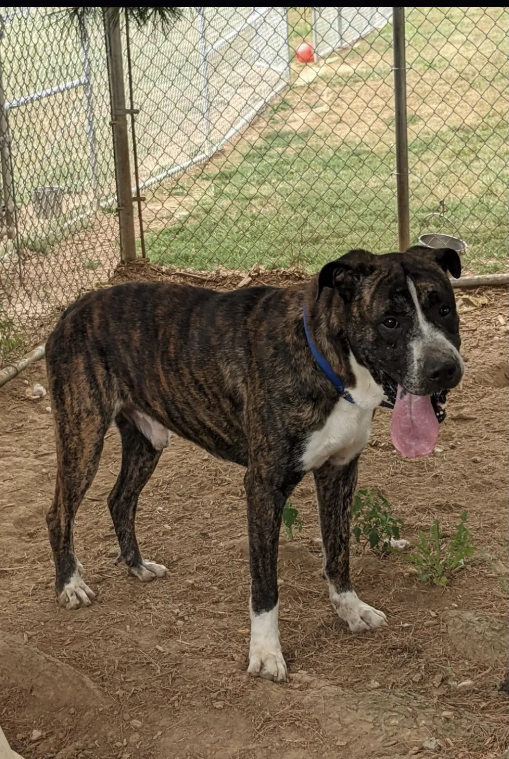 Lost dog in Middletown, MD, 21769