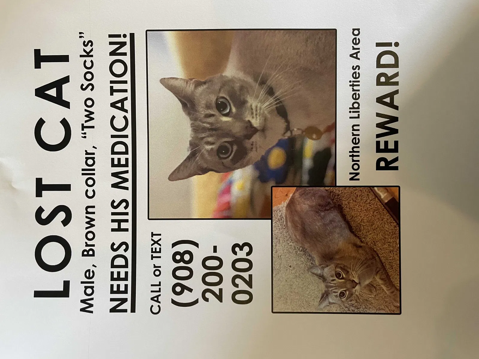 Lost cat in Philadelphia, PA, 19123