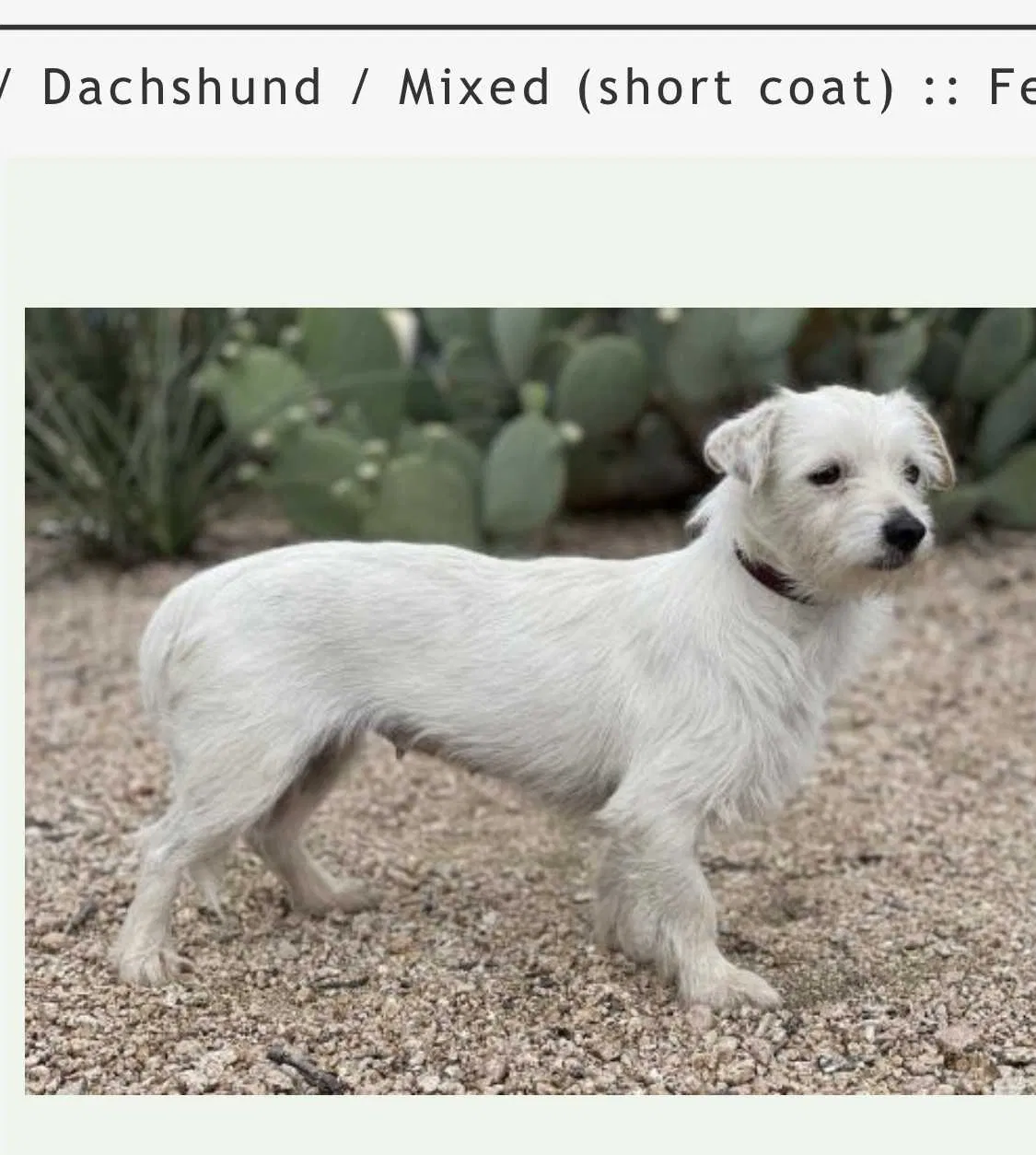 Lost dog in San Antonio, TX, 78249