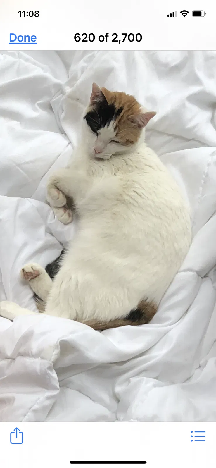 Lost cat in East Falmouth, MA, 2536