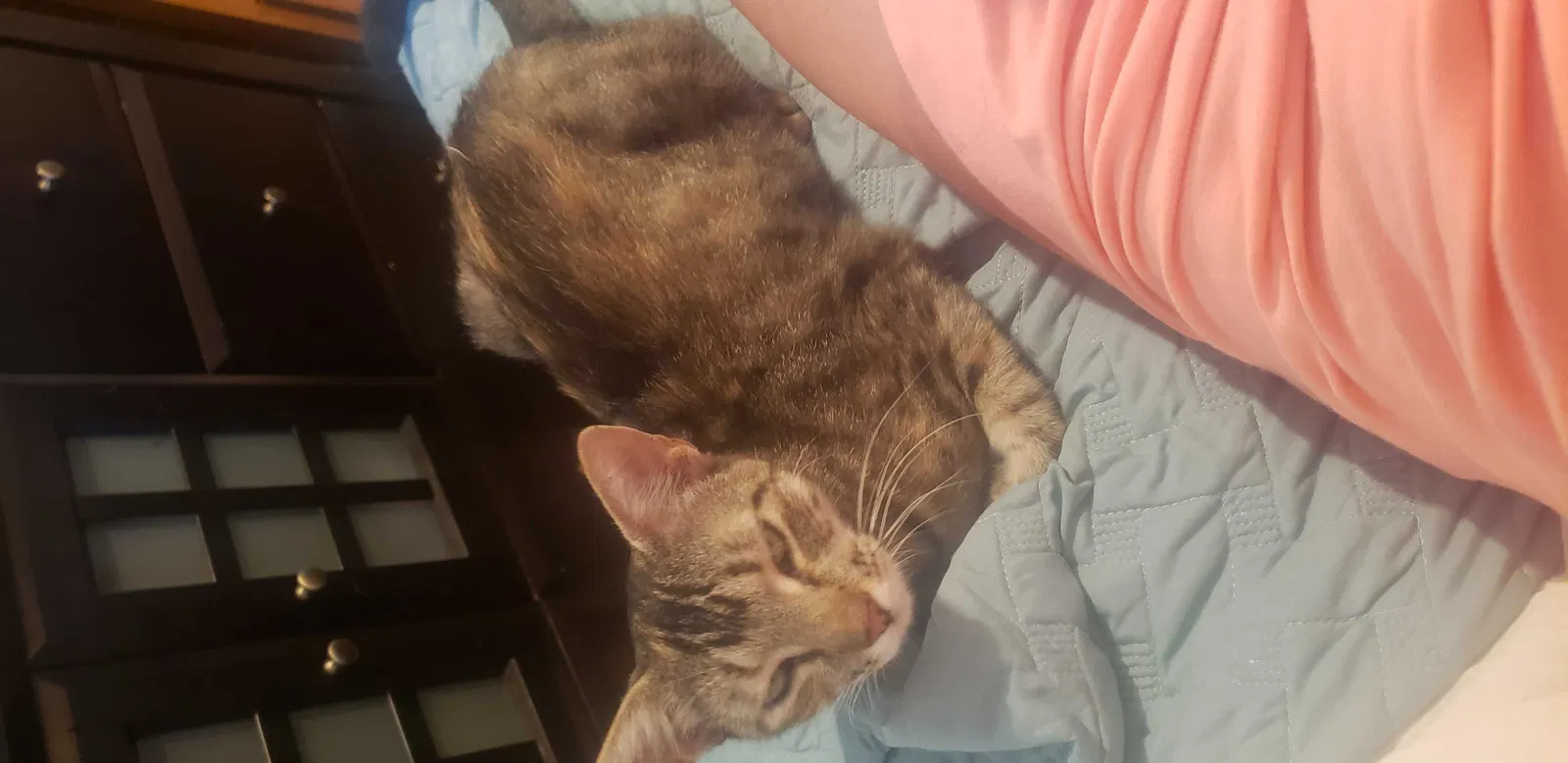 Lost cat in Elverta, CA, 95626
