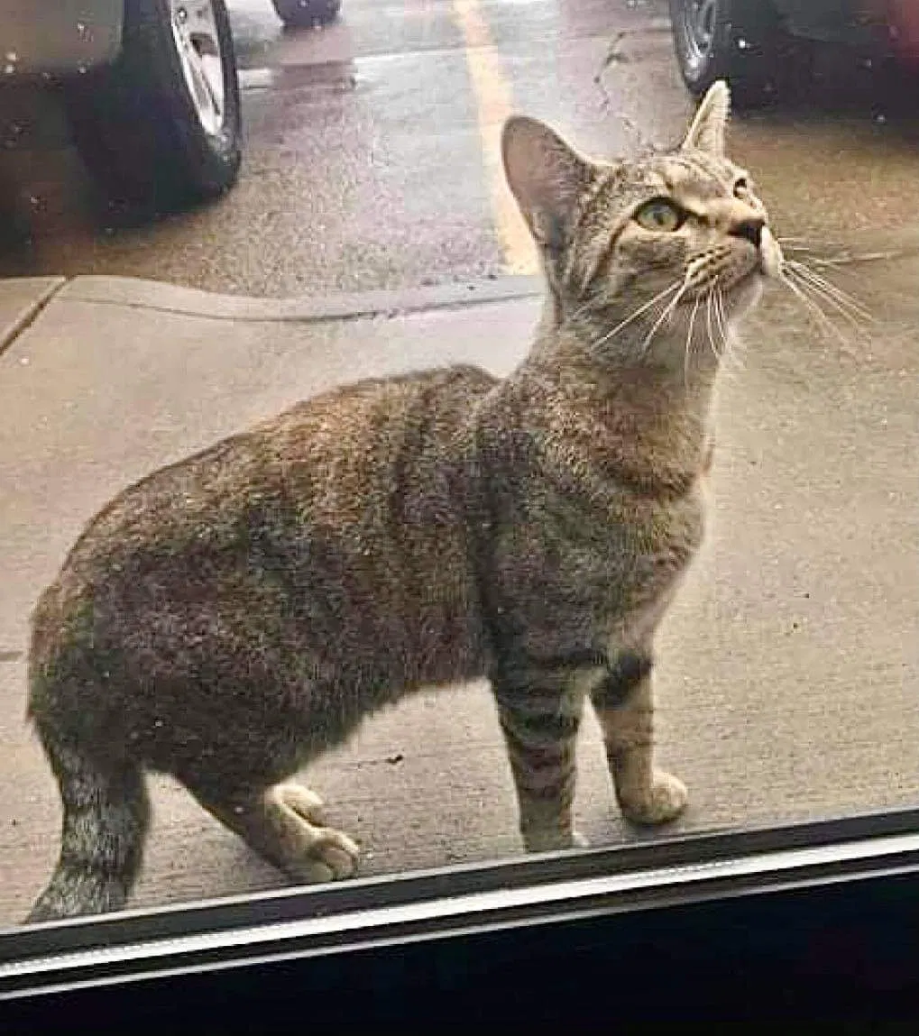 Lost cat in Hamilton, OH, 45013