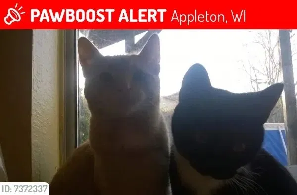Lost cat in Appleton, WI, 54915