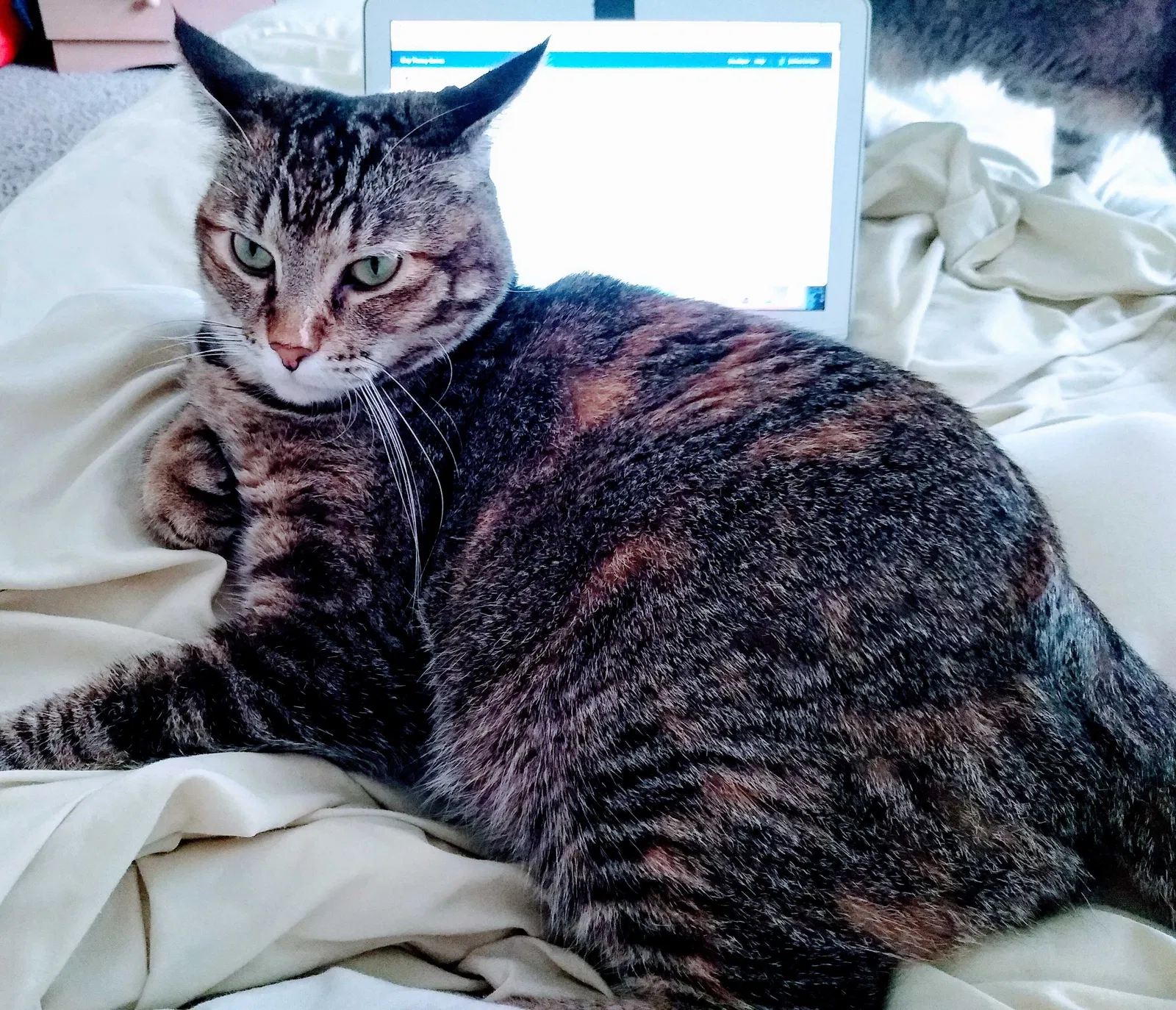 Lost cat in Minneapolis, MN, 55433