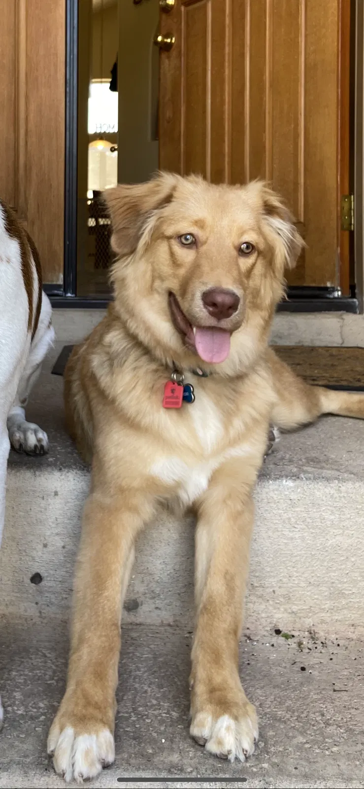 Lost dog in Gilbert, AZ, 85234