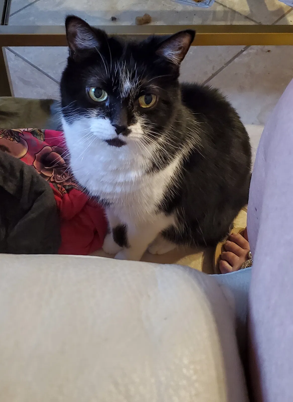 Lost cat in Cape Coral, FL, 33914