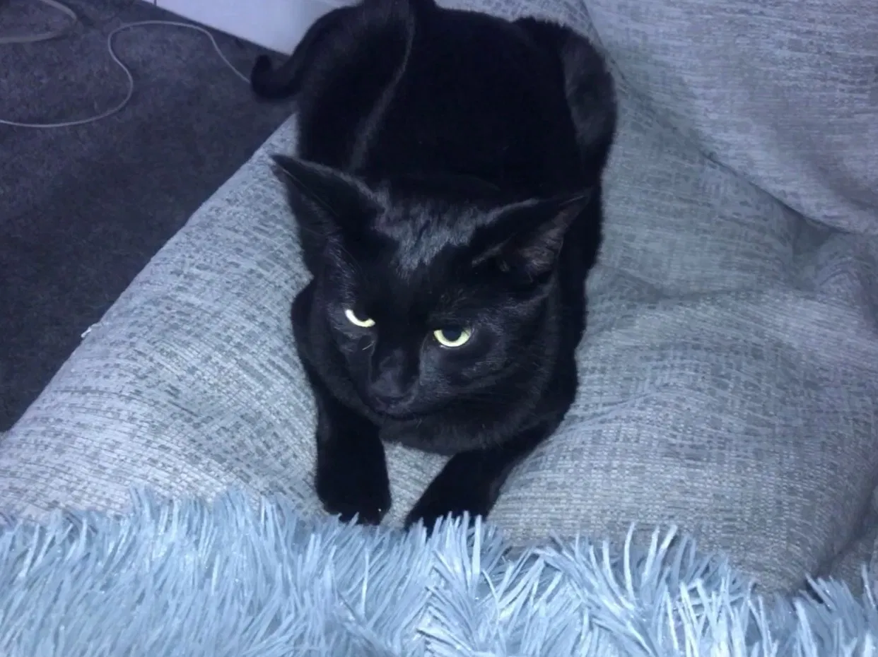 Lost cat in Lakewood, OH, 44107