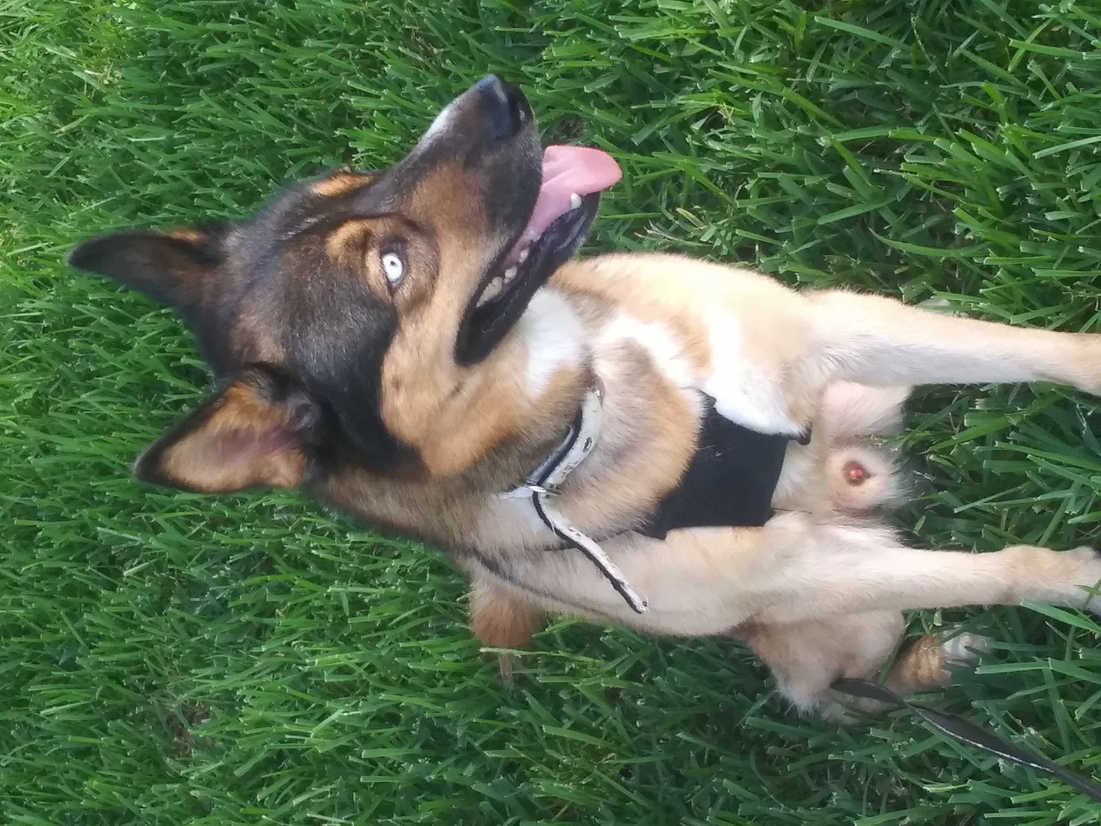 Lost dog in Houston, TX, 77071