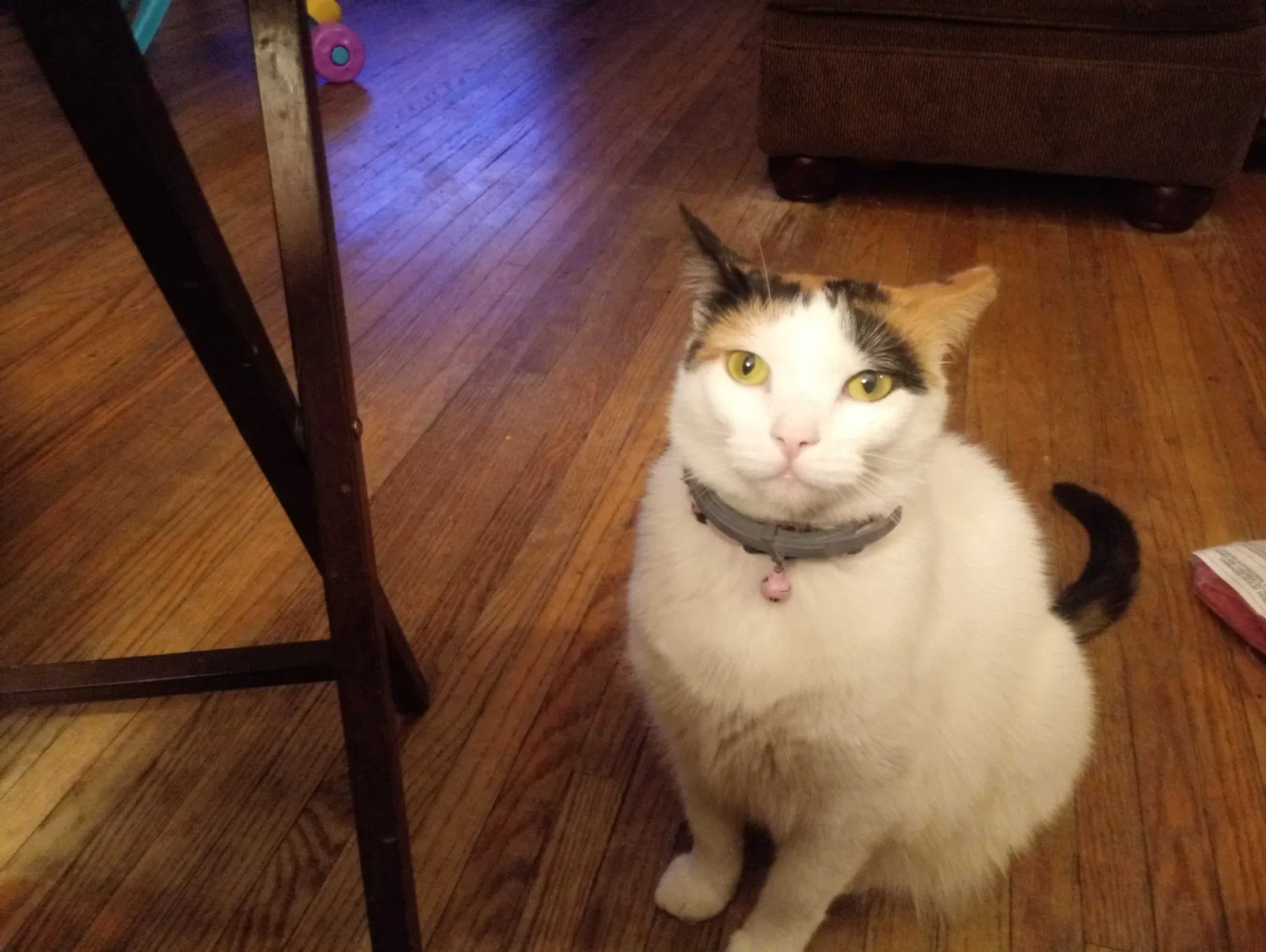 Lost cat in Toledo, OH, 43605