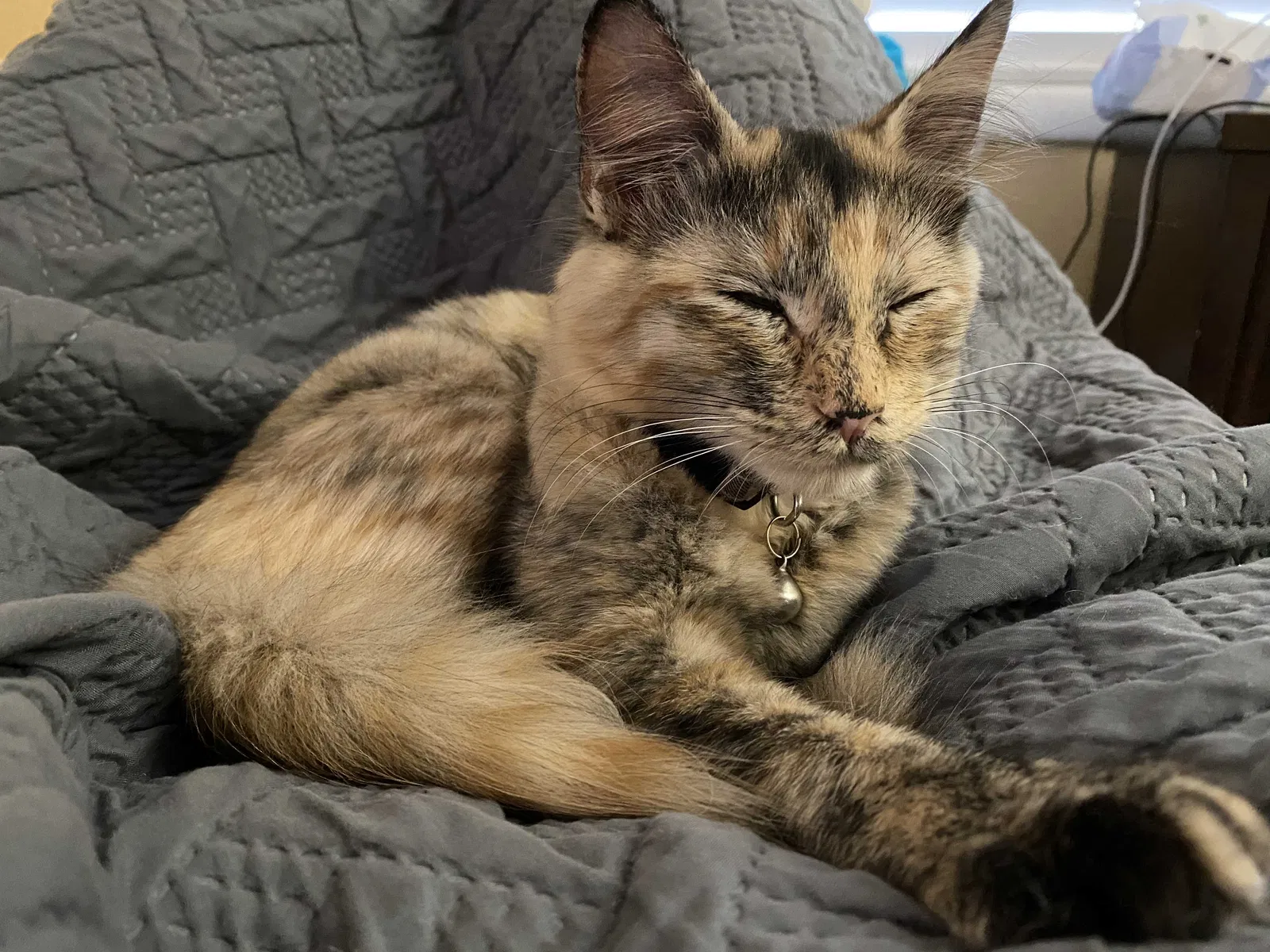 Lost cat in Abilene, TX, 79601