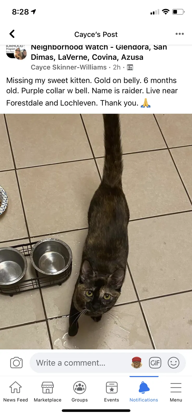 Lost cat in Glendora, CA, 91741